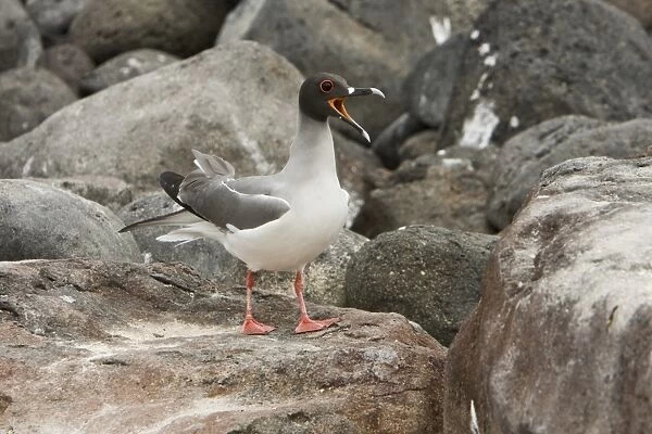 Adult Swallow-tailed gull (Creagrus furcatus) on Espanola Island in the Galapagos Island Archipeligo, Ecuador. Pacific Ocean. This species of gull is endemic to the Galapagos Islands. It is also a nocturnal feeding gull (note the red ring around