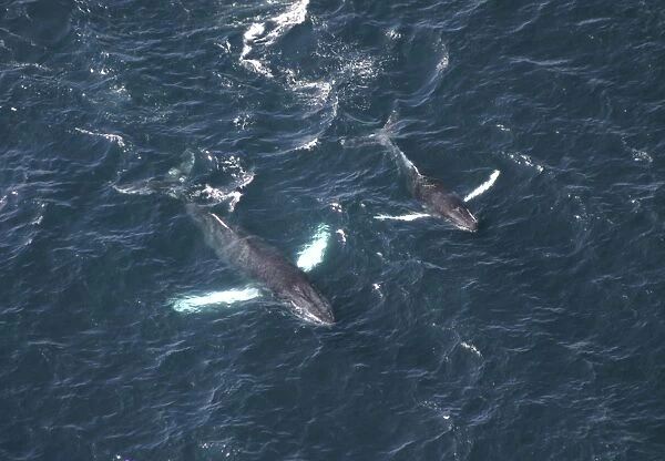 Aerial view of Humpback Whales (Megaptera novaeangliae). Gulf of Maine, USA (rr)