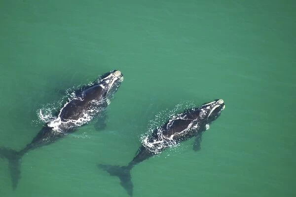Aerial view of Southern right whales (Balaena glacialis australis) in shallow water. Cape Peninsular, South Africa (rr)