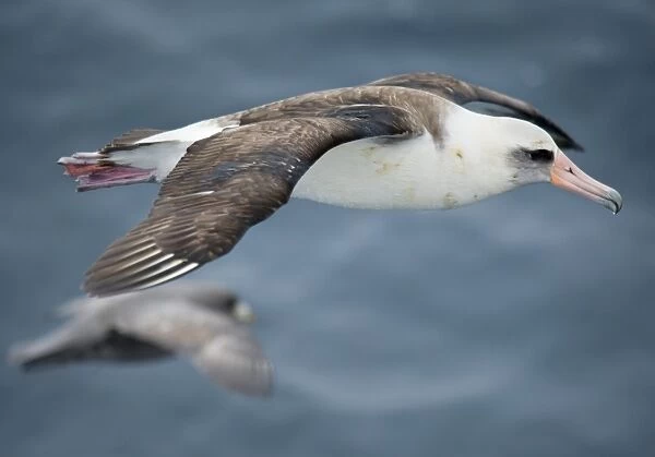 Albatross. Kuril Islands, Russia
