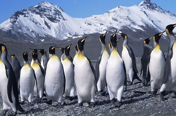Alert group of King penguins (Aptenodytes patagonica) Antarctica