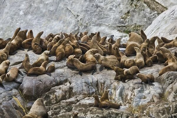 All ages and both sexes of northern (Steller) sea lions (Eumetopias jubatus) hauled out on south Marble Island in Glacier Bay National Park, Southeast Alaska, USA. Pacific Ocean. This sea lion in the largest member of the eared