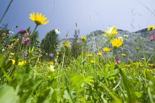 Alpine flowers in a mountain meadow above Flims Switzerland warming temperatures are causing population fluctuations and changing flowering patterns in many alpine