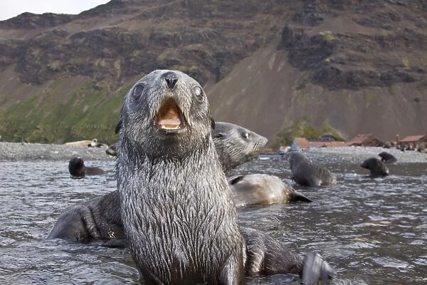Antarctic Fur Seal (Arctocephalus gazella) pups at play at the abandoned Norwegian whaling station at Stromness on the island of South Georgia, Southern Atlantic Ocean. The Antarctic Fur Seal is one of eight seals in the genus Arctocephalus, and