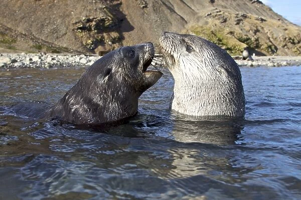 Antarctic Fur Seal (Arctocephalus gazella) pups at play at the abandoned Norwegian whaling station at Stromness on the island of South Georgia, Southern Atlantic Ocean. The Antarctic Fur Seal is one of eight seals in the genus Arctocephalus, and