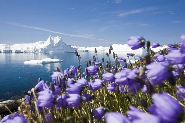 Arctic flowers and Icebergs from the Jacobshavn glacier or Sermeq Kujalleq drains 7% of the Greenland ice sheet and is the largest glacier outside of Antarctica. It calves enough ice in one day to supply New York with water for one year. It is one
