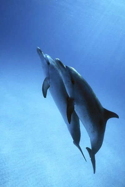 Atlantic Spotted Dolphin pair (Stenella frontalis) underwater on the Little Bahama Banks, Grand Bahama Island, Bahamas (Resolution Restricted - pls contact