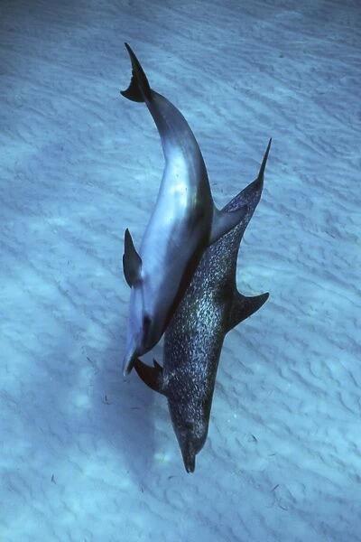 Atlantic Spotted Dolphin pair (Stenella frontalis) underwater on the Little Bahama Banks, Grand Bahama Island, Bahamas