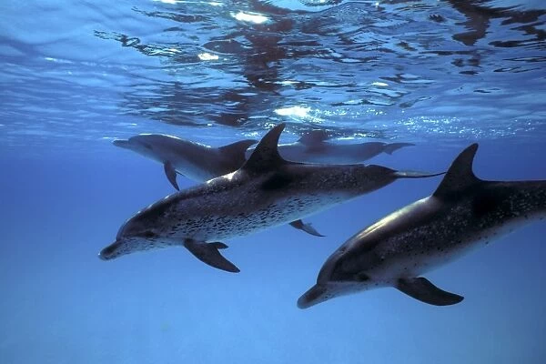 Atlantic Spotted Dolphin pod (Stenella frontalis) underwater on the Little Bahama Banks, Grand Bahama Island, Bahamas (Resolution Restricted - pls contact