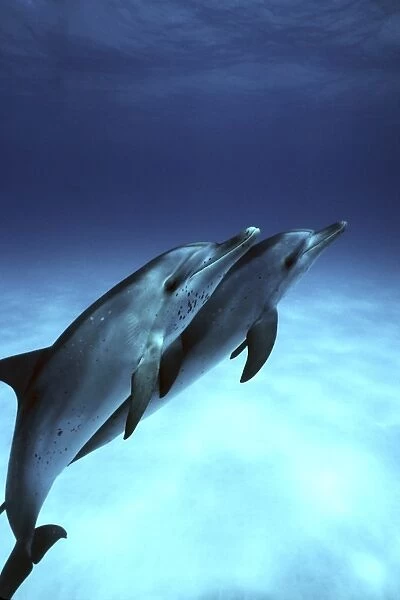 Atlantic Spotted Dolphin (Stenella frontalis) calves underwater on the Little Bahama Banks, Grand Bahama Island, Bahamas (Resolution Restricted - pls contact