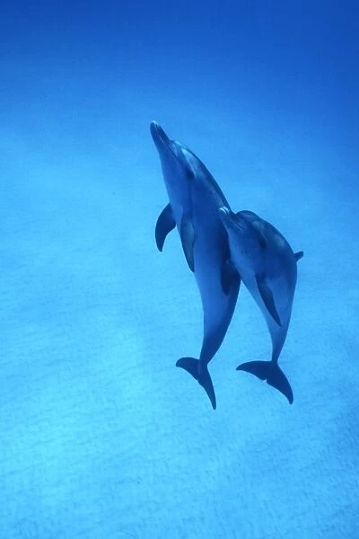 Atlantic Spotted Dolphins (Stenella frontalis) underwater on the Little Bahama Banks, Grand Bahama Island, Bahamas (Resolution Restricted - pls contact