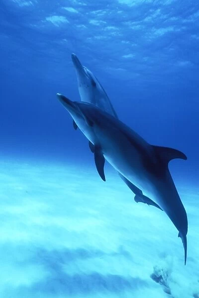 Atlantic Spotted Dolphins (Stenella frontalis) underwater on the Little Bahama Banks, Grand Bahama Island, Bahamas.. (Resolution Restricted - pls contact
