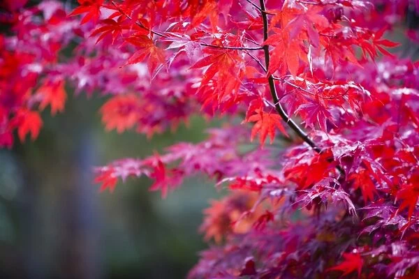 Autumn colours at Thorp Perrow Arboretum in Yorkshire UK