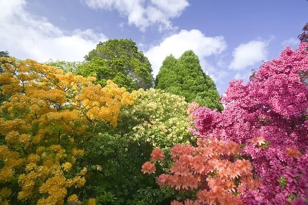 Azaleas in Holehird Gardens in Windermere UK