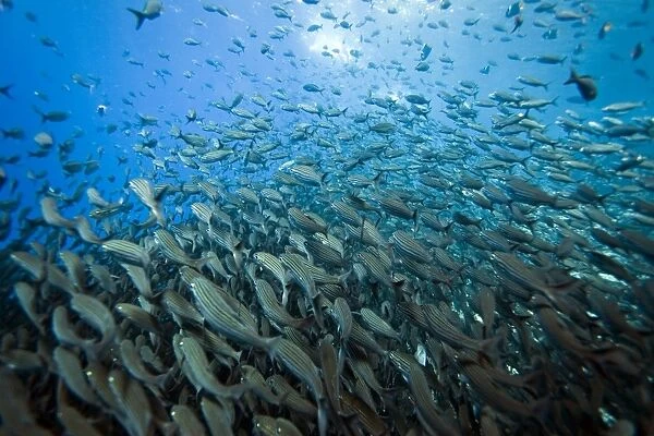 Baitfish by the thousands from the Galapagos Island Archipeligo, Ecuador. Pacific Ocean