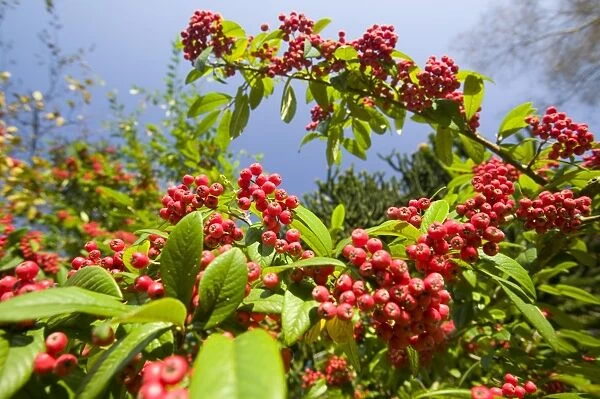 Berries on a cotoneaster shrub