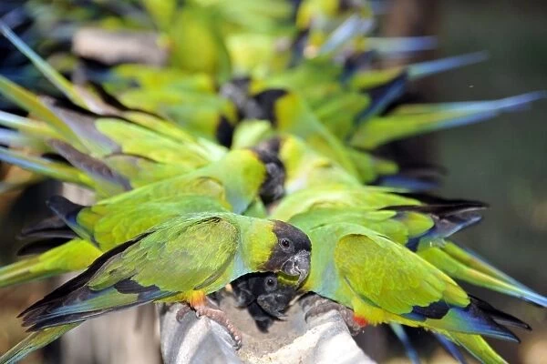 Black-hooded parakeet, Nandayus nenday, Miranda, Pantanal, Mato Grosso do Sul, Brazil