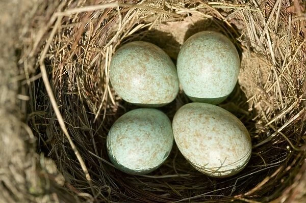 A Blackbirds nest with 4 eggs