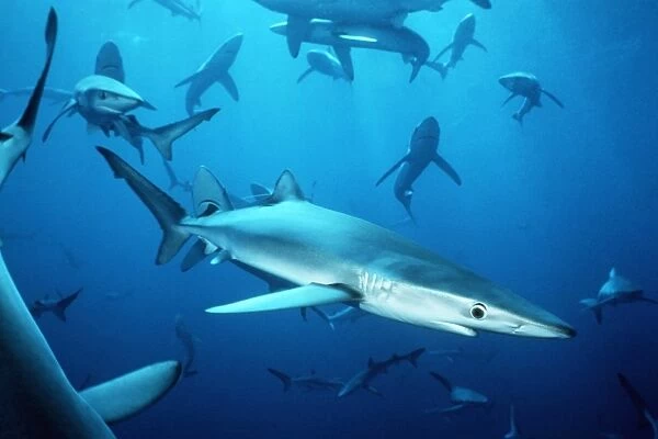 Blue sharks off San Clemente Island, Channel Islands, California, USA