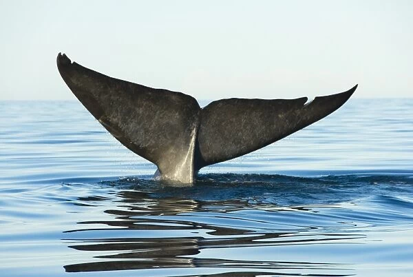 Blue whale, (balaenoptera musculus), endangered, Gulf of California Mexico