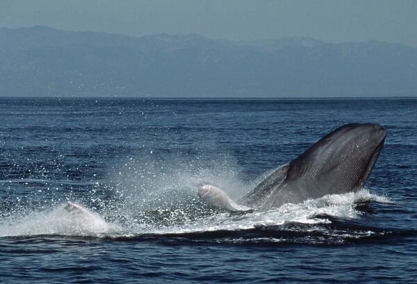 Blue whale breaching (Balaenoptera physalus). USA, Channel Islands, CA
