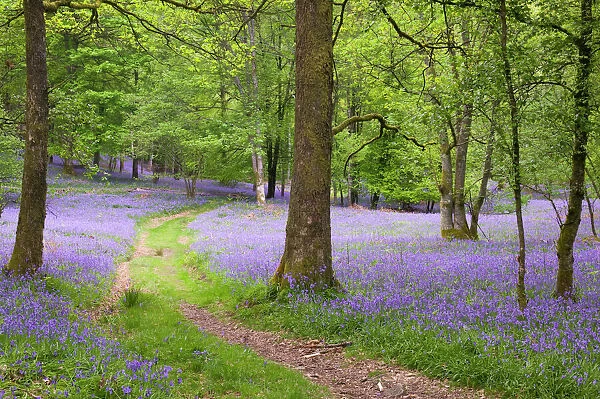 A bluebell wood near Ambleside Lake District UK