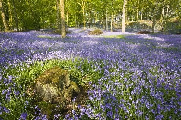 A bluebell wood near Ambleside Lake District UK