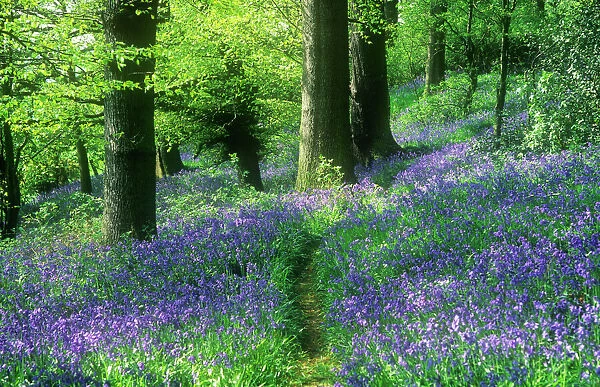 A bluebell woodland in Yorkshire, UK
