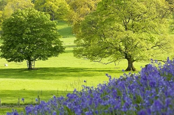 Bluebells in Spring near Ambleside UK
