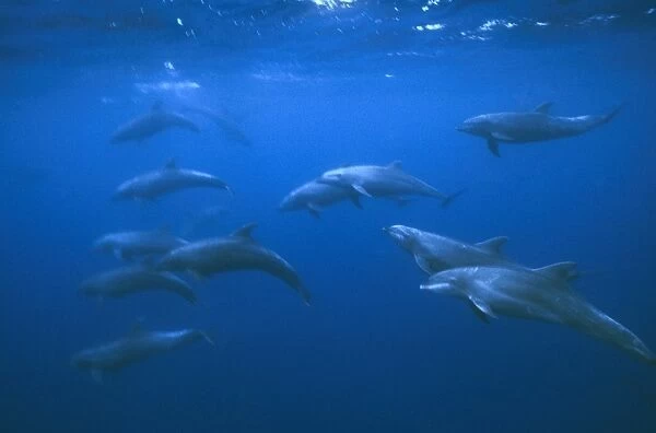 Bottle nose dolphins. (Tursiops truncatus). Large school underwater. Galapagos Islands, Ecuador. 1989