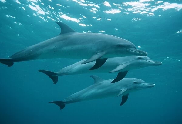 Bottlenose dolphin trip (Tursiops truncates). Caribbean