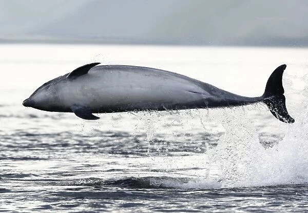 Bottlenose Dolphin (Tursiops truncatus) breaches sideways on a very backlit morning, Moray Firth, Scotland