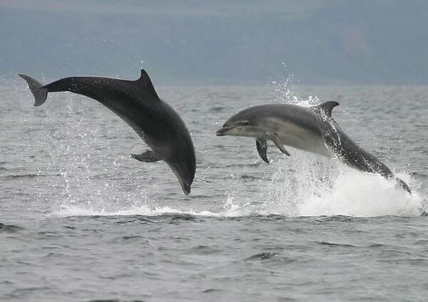 Two Bottlenose dolphins (Tursiops truncatus truncatus) leaping clear of the water together. Moray Firth, Scotland