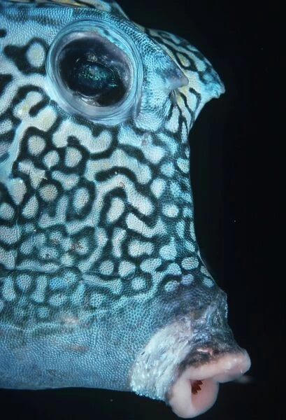 Boxfish. Bonaire