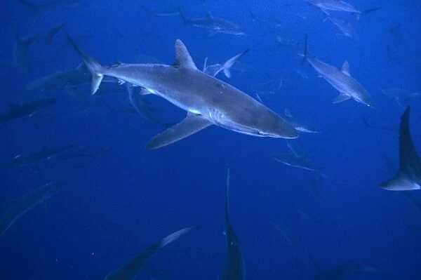Part (C. 50) of huge number of whaler sharks. (Carcharhinus altimus). Galapagos Islands, Ecuador