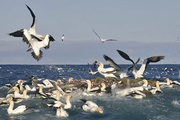 Cape Gannets dibe on trawl net