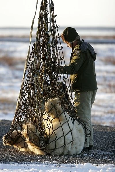 Captured Polar Bear (Ursus maritimus) being readied for helicopter transport near Churchill, Manitoba, Canada