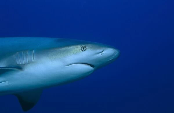 Caribbean reef shark (Carcharhinus perezii), detail of head as shark swims from left to right in half frame, Bahamas