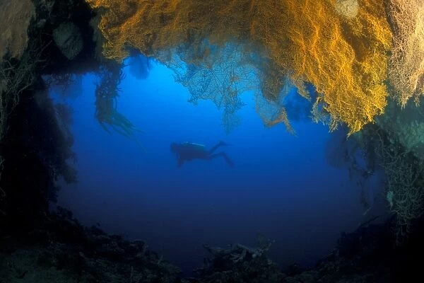 Cave, Sea Fans and Diver. Gorontalo, Sualwesi, Indonesia