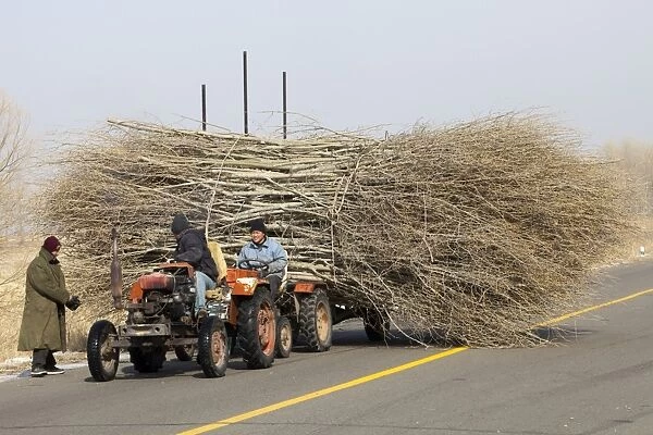 Chinese farmers haul a huge wide load of wood using a tiny tractor in Heilongjiang province, Northern