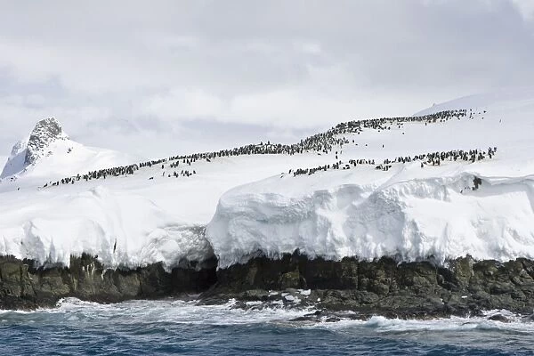 Chinstrap penguin (Pygoscelis antarctica) colony on the Aitcho Island Group in the South Shetland Islands near the Antarctic Peninsula. There are an estimated over 2 million breeding pairs of chinstrap penguins in the Antarctic peninsula region