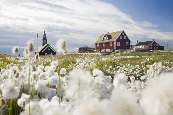 A church in Ilulissat on greenland with Cotton grass in the foreground