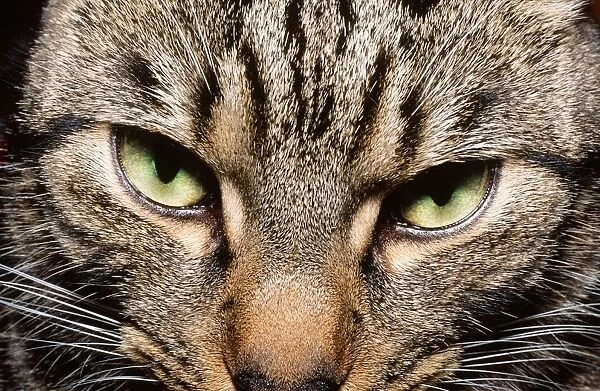 a close up of a domestic cat
