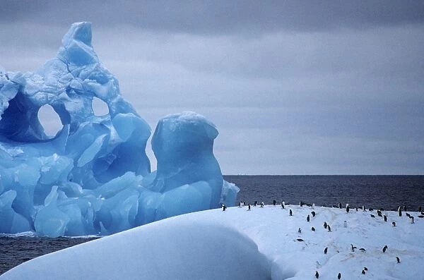 Close white iceberg with penguins on top, and eroded blue iceberg behind. Nearing Antarctic Peninsula