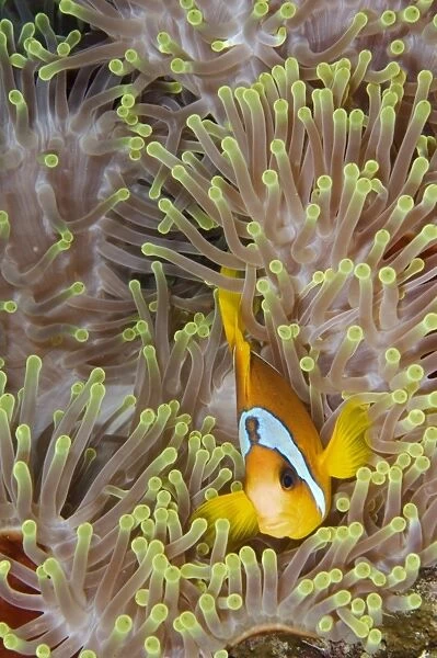 Clownfish (Amphiprion bicinctus), Egyptian Red Sea, in sea anemone tentacles, 03-12-06