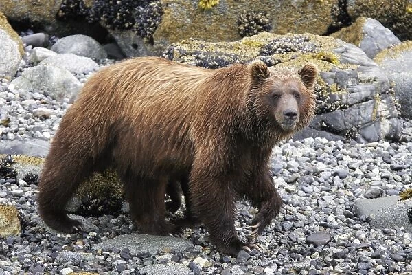 Coastal Brown Bear (Ursus arctos horibilis) mother foraging at low tide in Glacier Bay National Park, Southeast Alaska, USA