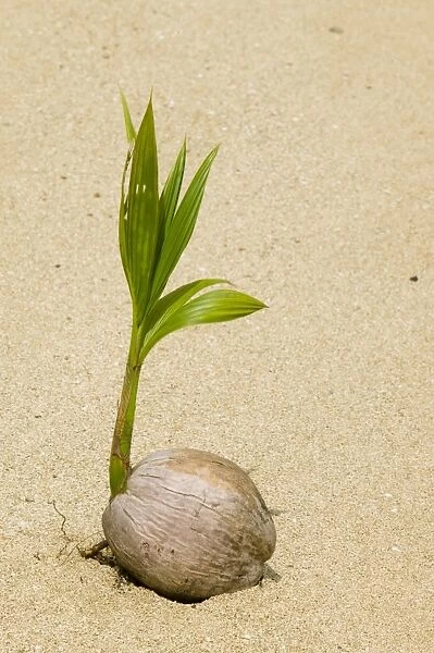 A coconut sprouting on a Fijian beach