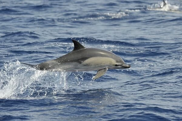 Common Dolphin (Delphinus delphis) with a deformed jaw. Azores, North Atlantic. Taken 2008