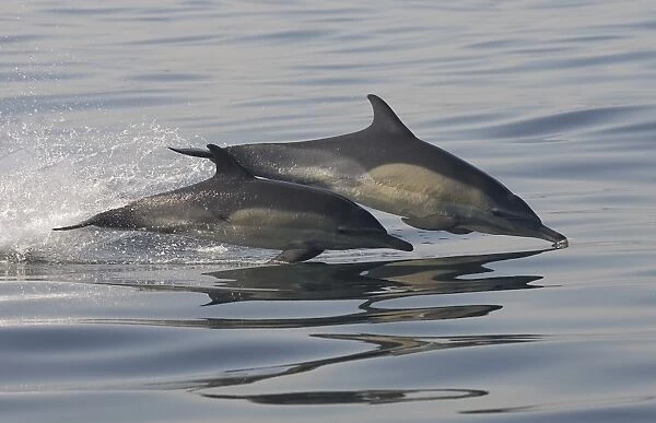 Common dolphin; Delphinus delphis; South Africa
