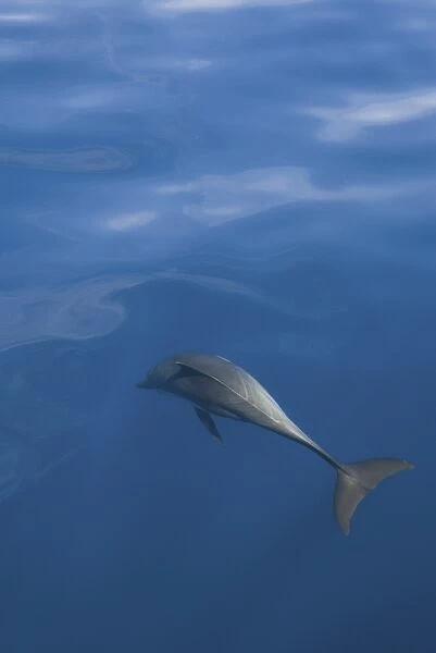 Common Dolphins. Baja, Mexico (RR)